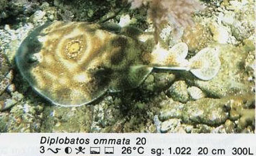 Diplobatos ommata